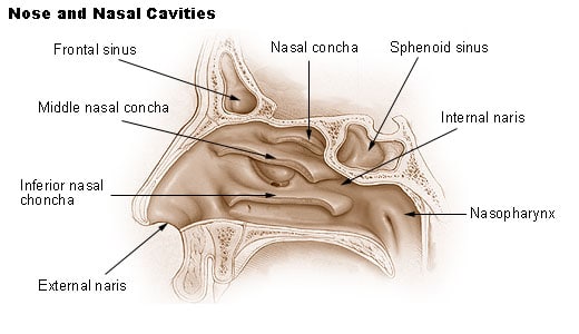 Spoljašnji nos predstavlja samo vidljivi deo nosne duplje