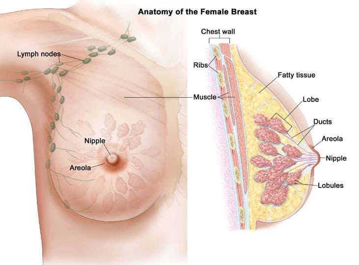 Većinu tkiva dojke čini masno tkivo